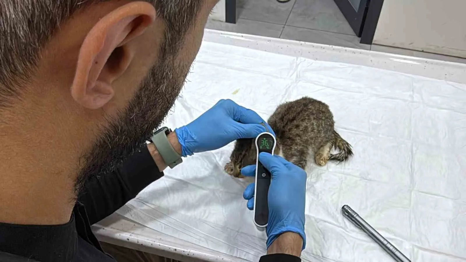 TOKAT’TA BİNLERCE KİŞİNİN MİDE BULANTISI, KUSMA VE KARIN AĞRISI ŞİKÂYETLERİYLE HASTANELERE BAŞVURMASININ ARDINDAN, KEDİ VE KÖPEKLERDE DE BENZER BELİRTİLER GÖRÜLDÜĞÜ BİLDİRİLDİ. VETERİNER HEKİMLER HAYVAN SAHİPLERİNE UYARIDA BULUNURKEN, UZMANLAR BENZER BELİRTİLERİN TEK BAŞINA NOROVİRÜS TANISI ANLAMINA GELMEDİĞİNE DİKKAT ÇEKTİ.