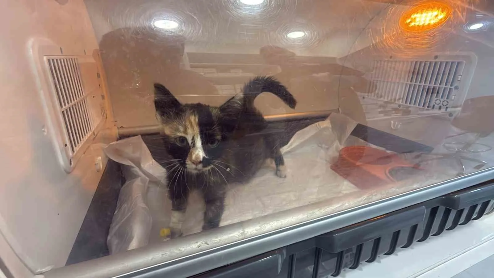 TOKAT’TA BİNLERCE KİŞİNİN MİDE BULANTISI, KUSMA VE KARIN AĞRISI ŞİKÂYETLERİYLE HASTANELERE BAŞVURMASININ ARDINDAN, KEDİ VE KÖPEKLERDE DE BENZER BELİRTİLER GÖRÜLDÜĞÜ BİLDİRİLDİ. VETERİNER HEKİMLER HAYVAN SAHİPLERİNE UYARIDA BULUNURKEN, UZMANLAR BENZER BELİRTİLERİN TEK BAŞINA NOROVİRÜS TANISI ANLAMINA GELMEDİĞİNE DİKKAT ÇEKTİ.